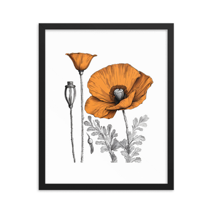 California Poppy Drawing Framed Print - 16"x20"