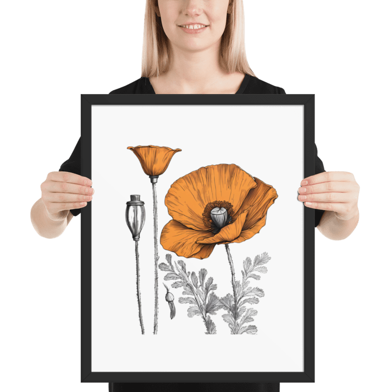 California Poppy Drawing Framed Print - 16"x20"