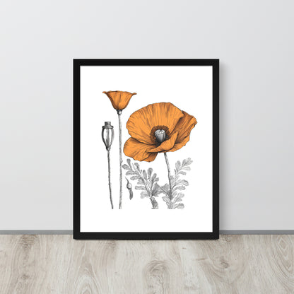 California Poppy Drawing Framed Print - 16"x20"