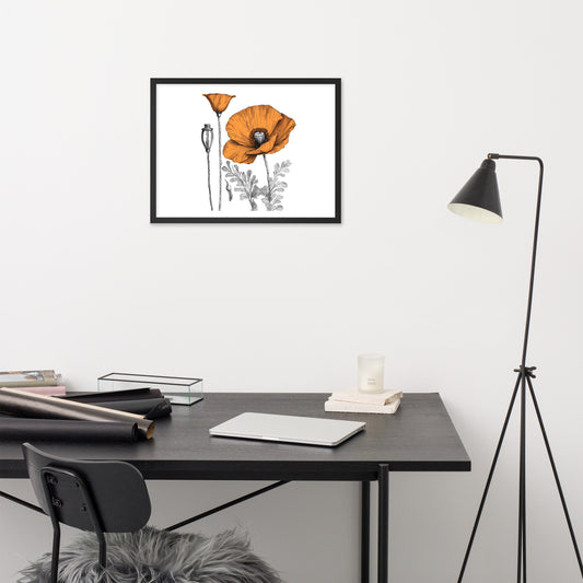 California Poppy Drawing Framed Print - 24"x18"