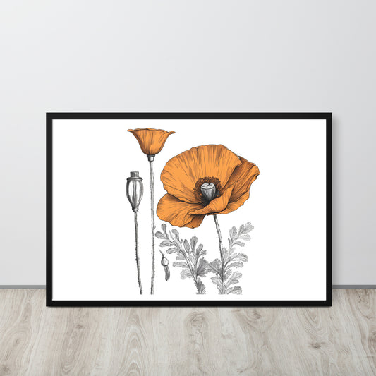 California Poppy Drawing Framed Print - 24"x36"